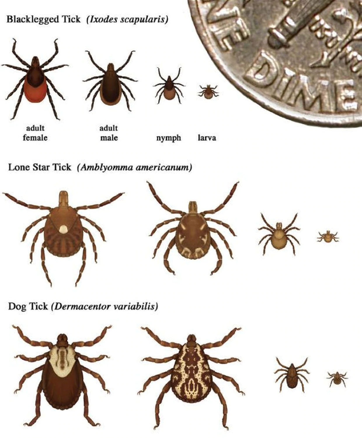 dog tick, deer tick and lone star tick in various stages of developmtn