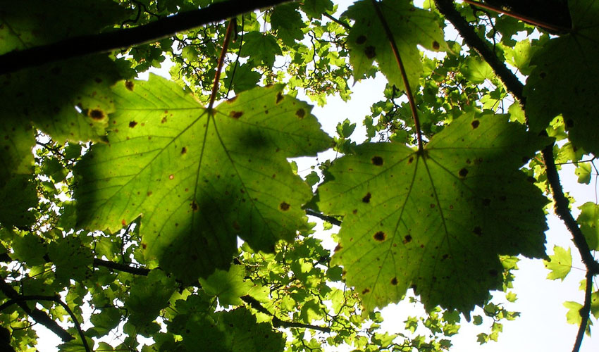tar spot fungus on sycamore maple leaves - green leaves with dark spots looking up into the tree