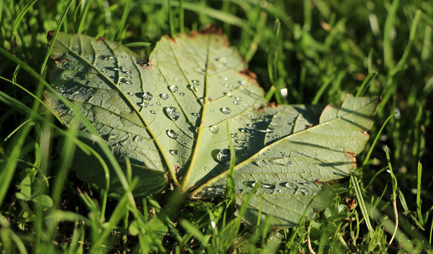 a green maple leaf in grass with drops of water