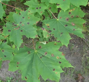 Maple tar spot on maple leaves