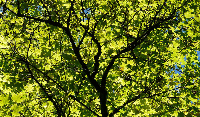 Hundreds of green leaves on a maple tree