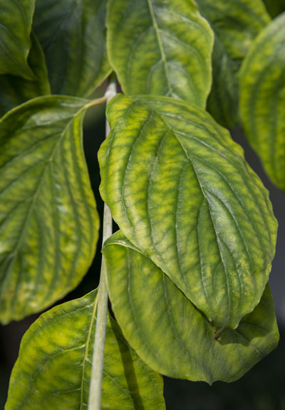 closeup of chlorosis on dogwood leaves