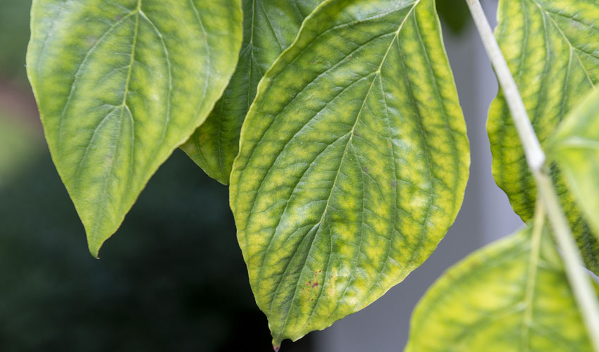 Chlorosis shows up as dark green veins on lighter green leaves on this dogwood tree in Ohio