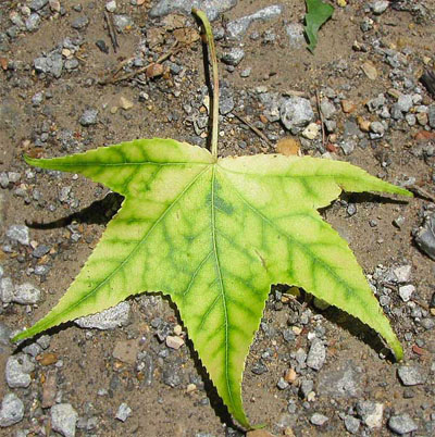 sweetgum leaf on the ground with chlorosis