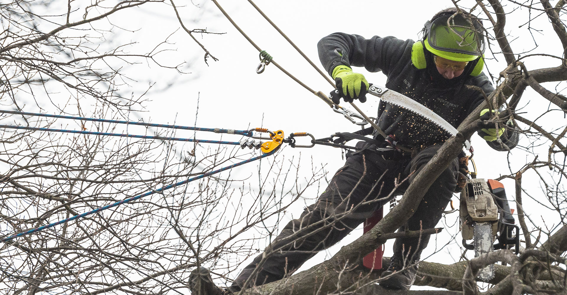 Independent Tree arborist doing dormant pruning in a tree