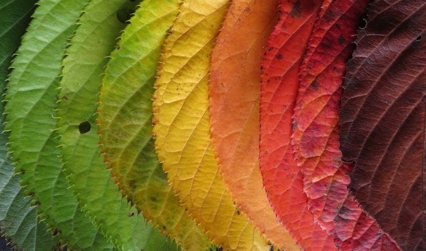 Tree leaves changing colors during fall