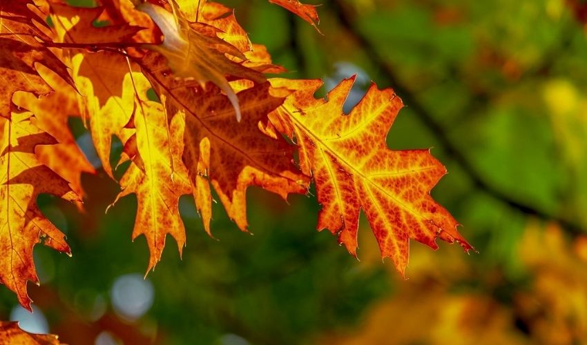 colorful fall leaves in northeast Ohio