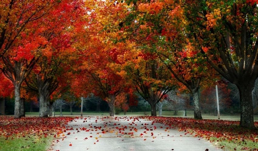 Tree leaves change color during fall