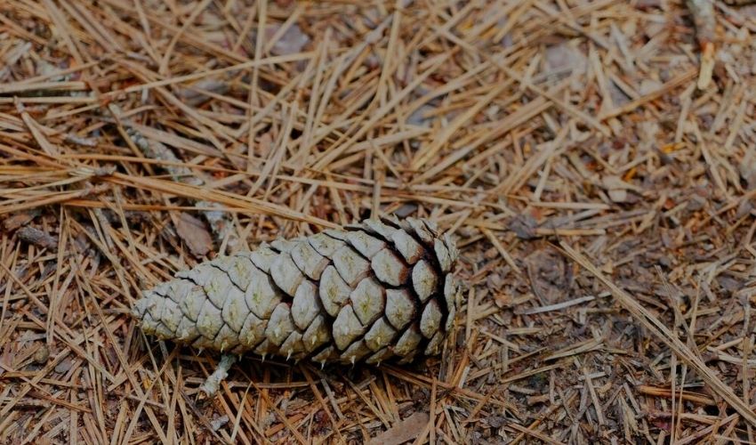 fallen conifer needles and a pinecone on the ground
