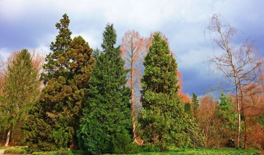 evergreen conifers showing some needle loss