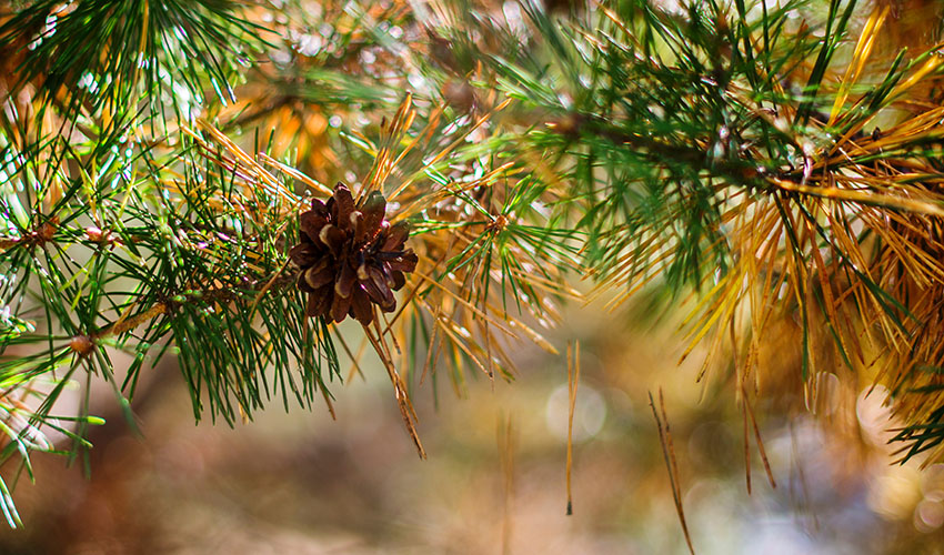 Yellow pine needles falling in autumn.