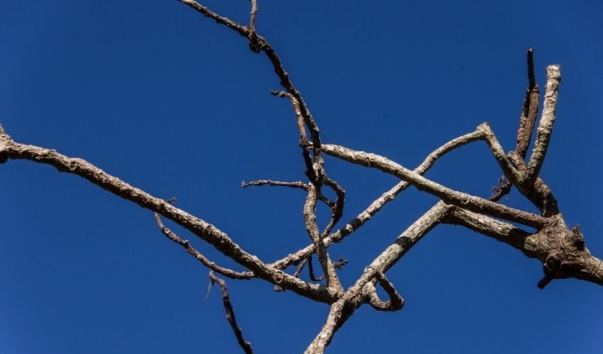 dead tree branches against a blue sky