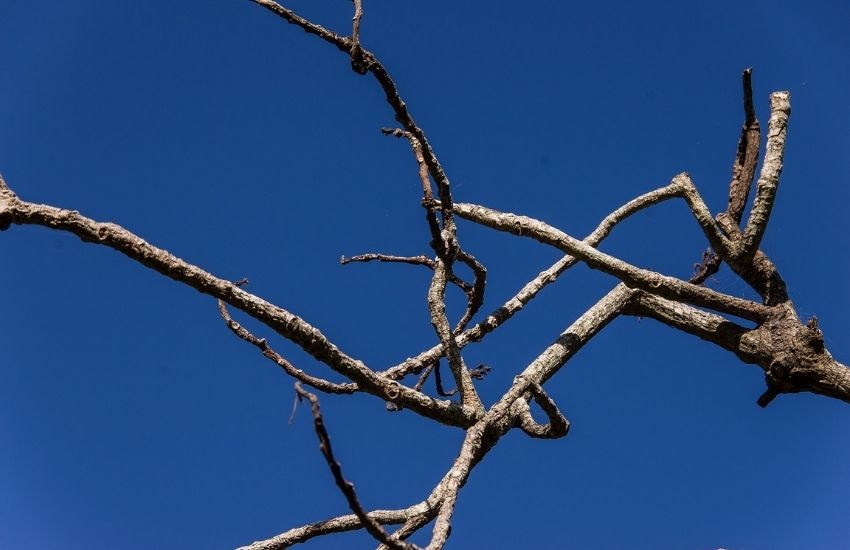 dead tree branches against a blue sky