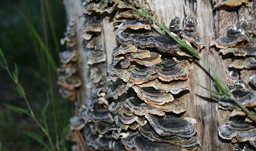 Turkey tail fungus on the trunk of a dead tree