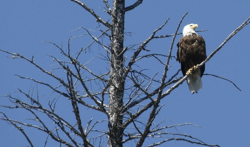 A bald eagle perches on the top branches of a snag, or dead tree in Ohio