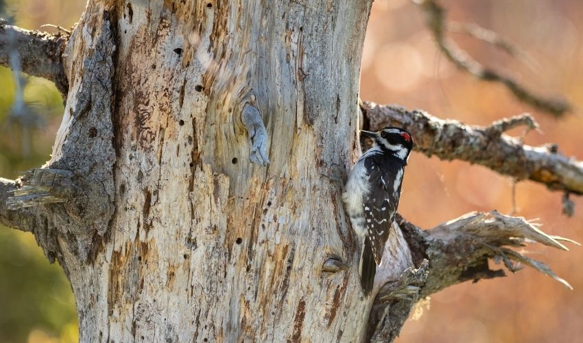 Hairy woodpecker searching for insects on a dead tree