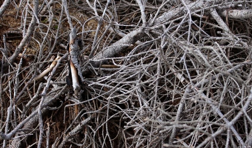 A pile of dead branches, which can help wildlife find shelter