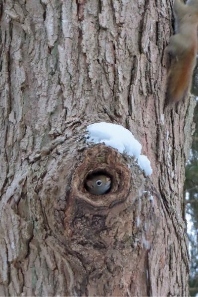 The Benefits of Snag Trees in Southern Illinois