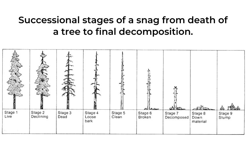 diagram showing successional stages of snag decomposition