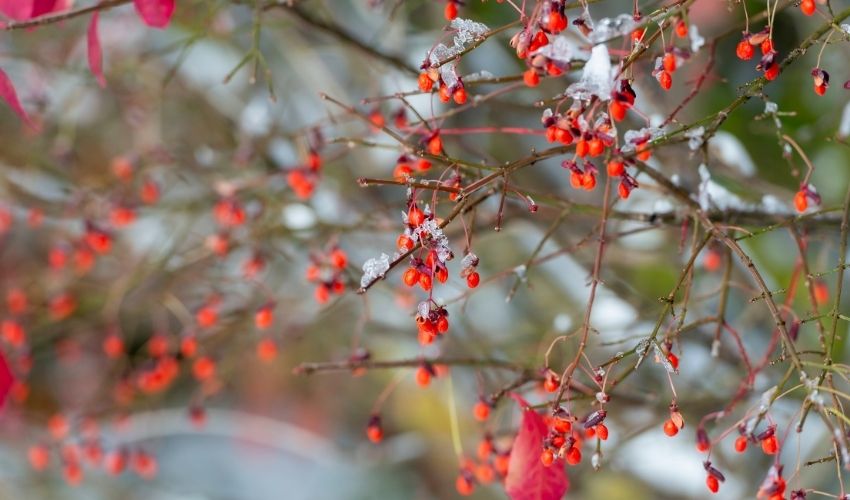 winter berries on Euonymus alatus Compactus