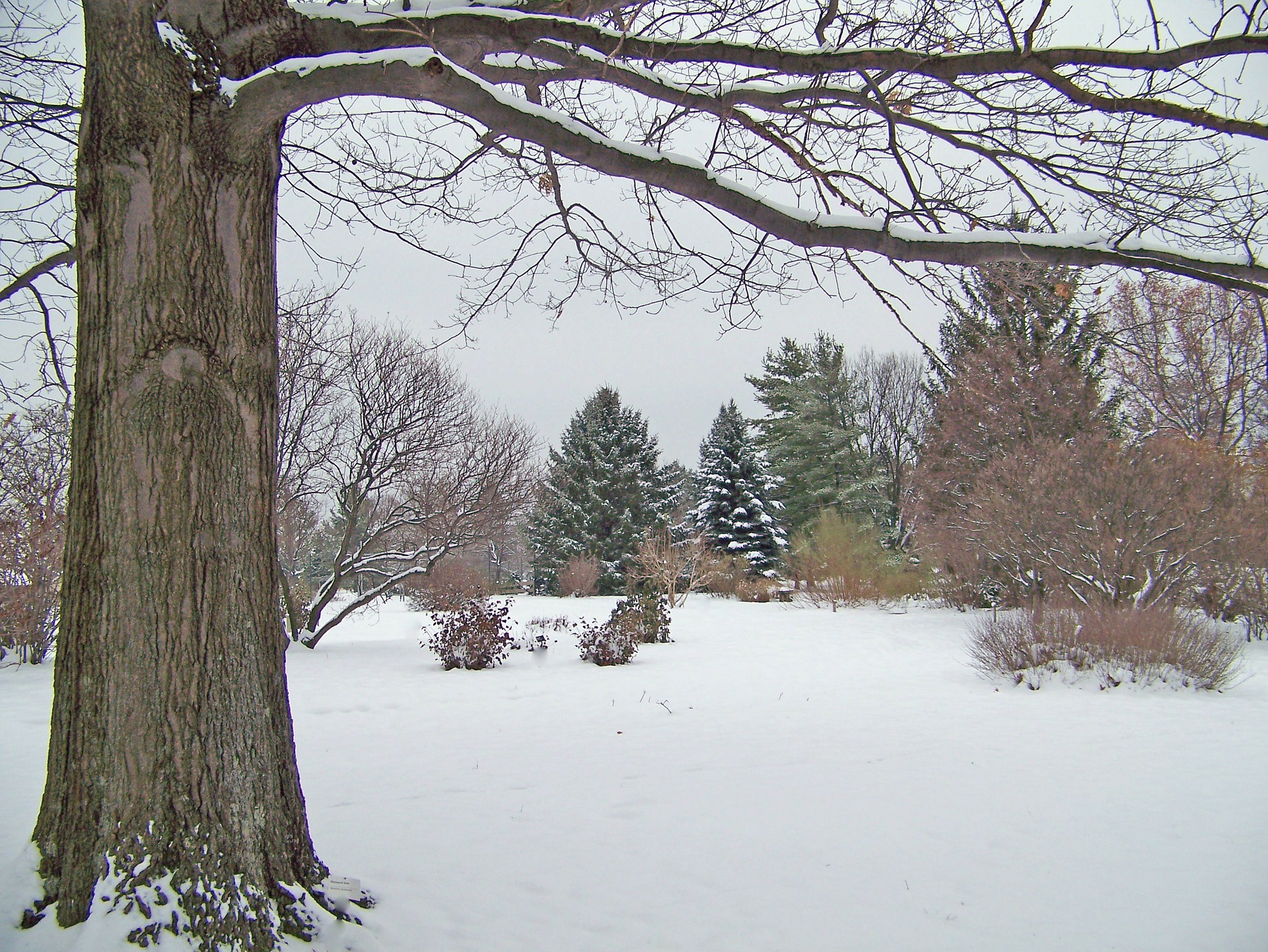 A light dusting of snow on a variety of plants and trees in an Ohio yard