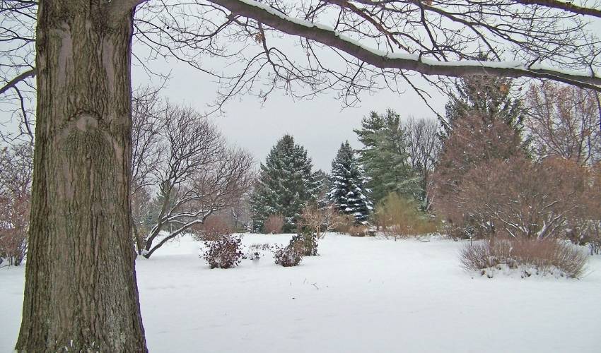 Trees in winter with snow on the ground.