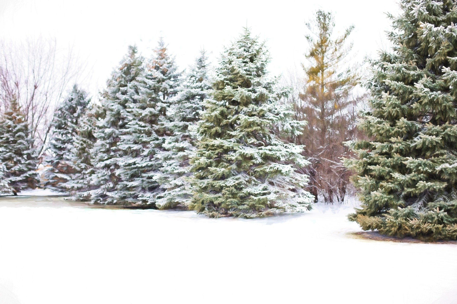 A row of evergreen trees, lightly dusted in snow, provides shelter from harsh winter winds