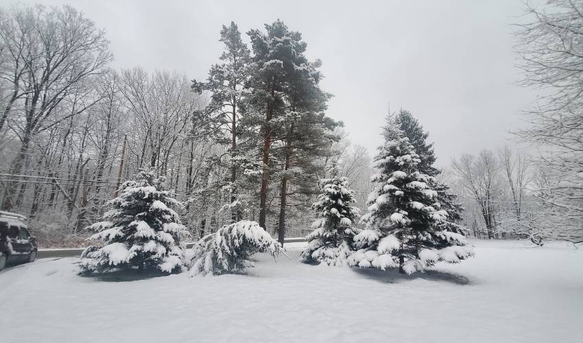 Trees bent over by the weight of snow after a snowstorm in Newbury, Ohio.