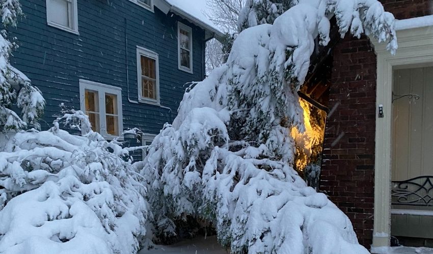 arborvitae trees bent over under heavy snow loads