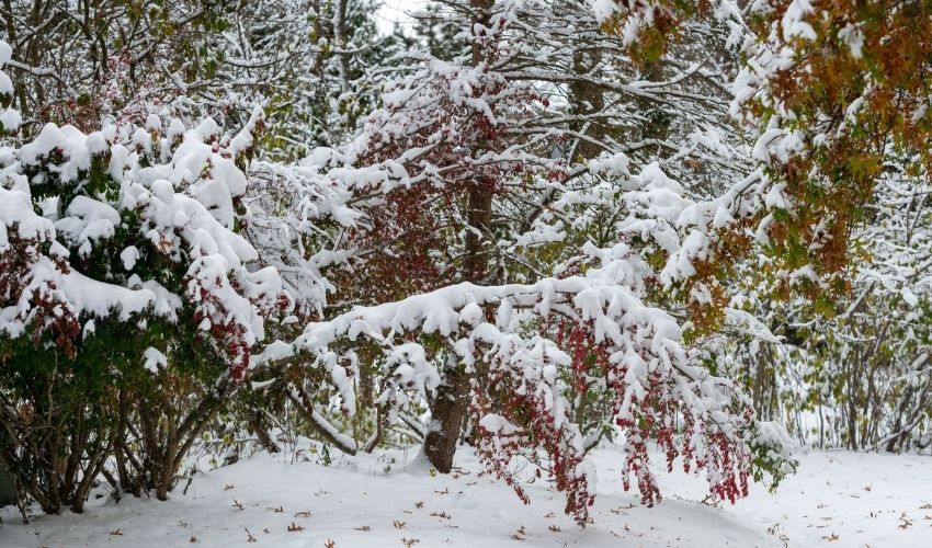 shrubs bent to the ground with heavy snow