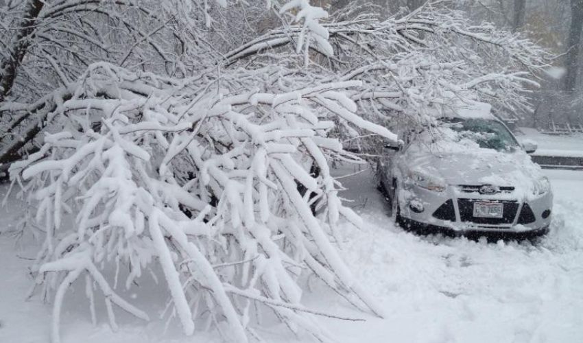 bent over trees covered with snow