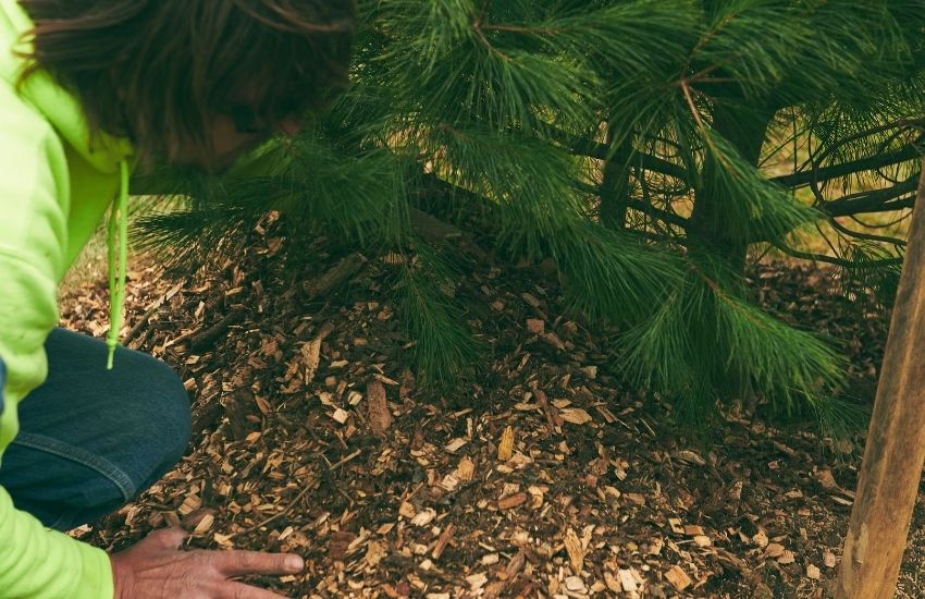 Wood chip mulch being placed around a tree by a tree and landscape professional from Independent Tree