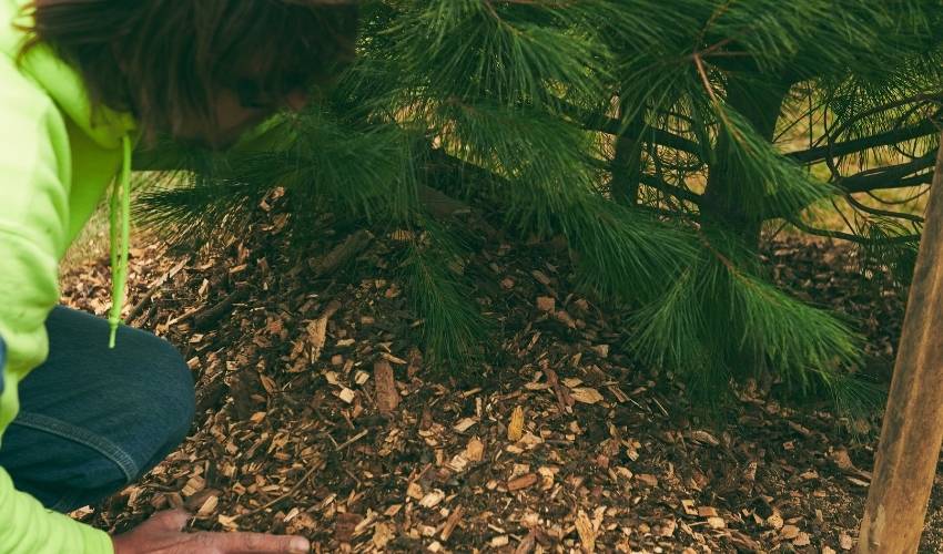 Independent Tree crew member spreading wood mulch around the base of a conifer tree.