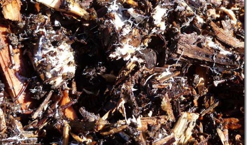 decomposing wood chip mulch with fungal bodies