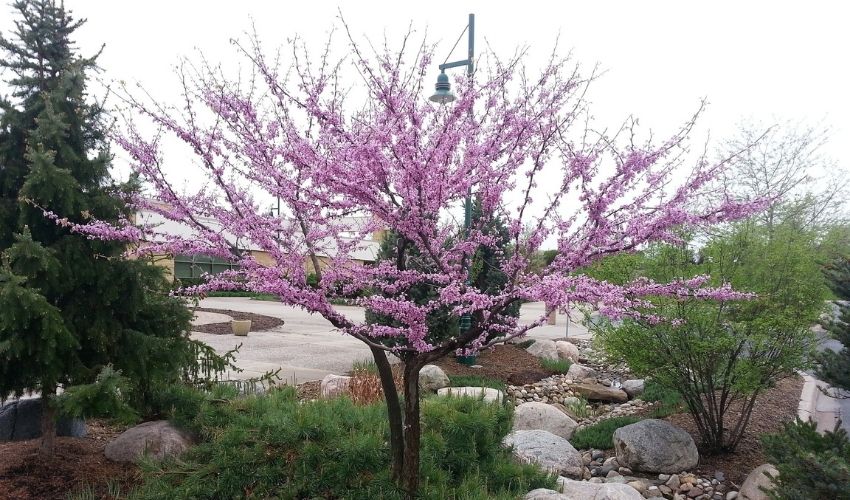 A redbud tree with spring blossoms grows amongst other trees and plants.