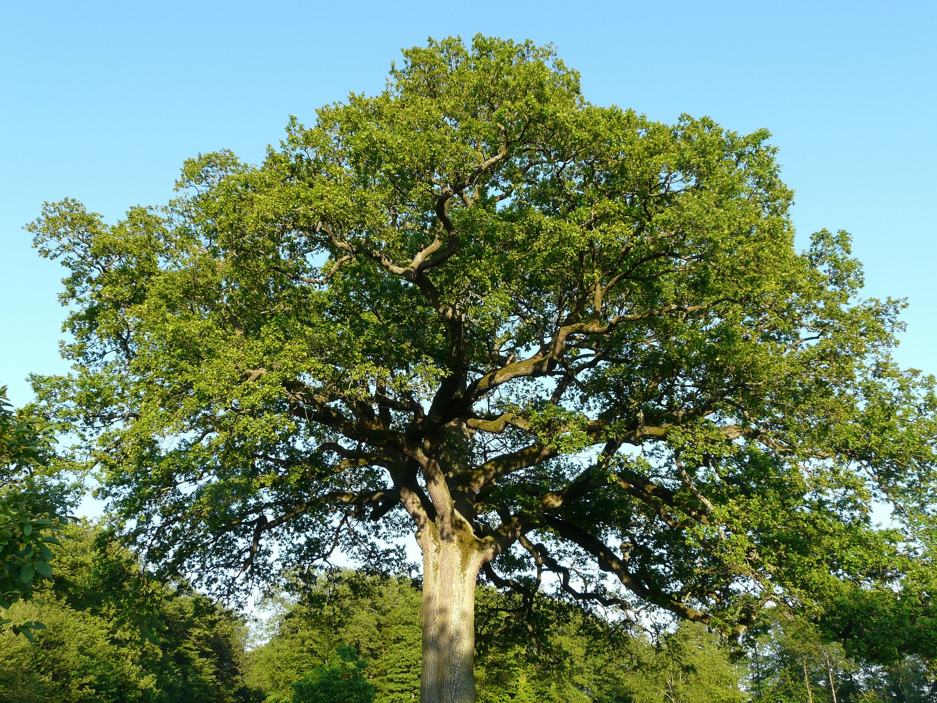  A large oak tree towers over smaller trees in Ohio.