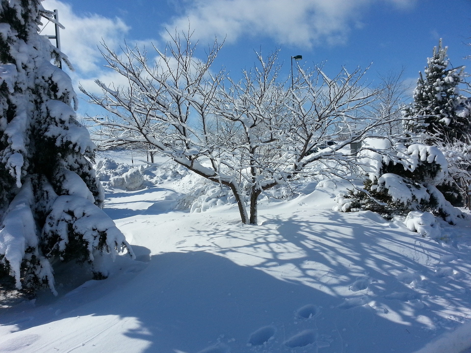 A redbud tree in winter, covered in snow and surrounded by other trees and plants.