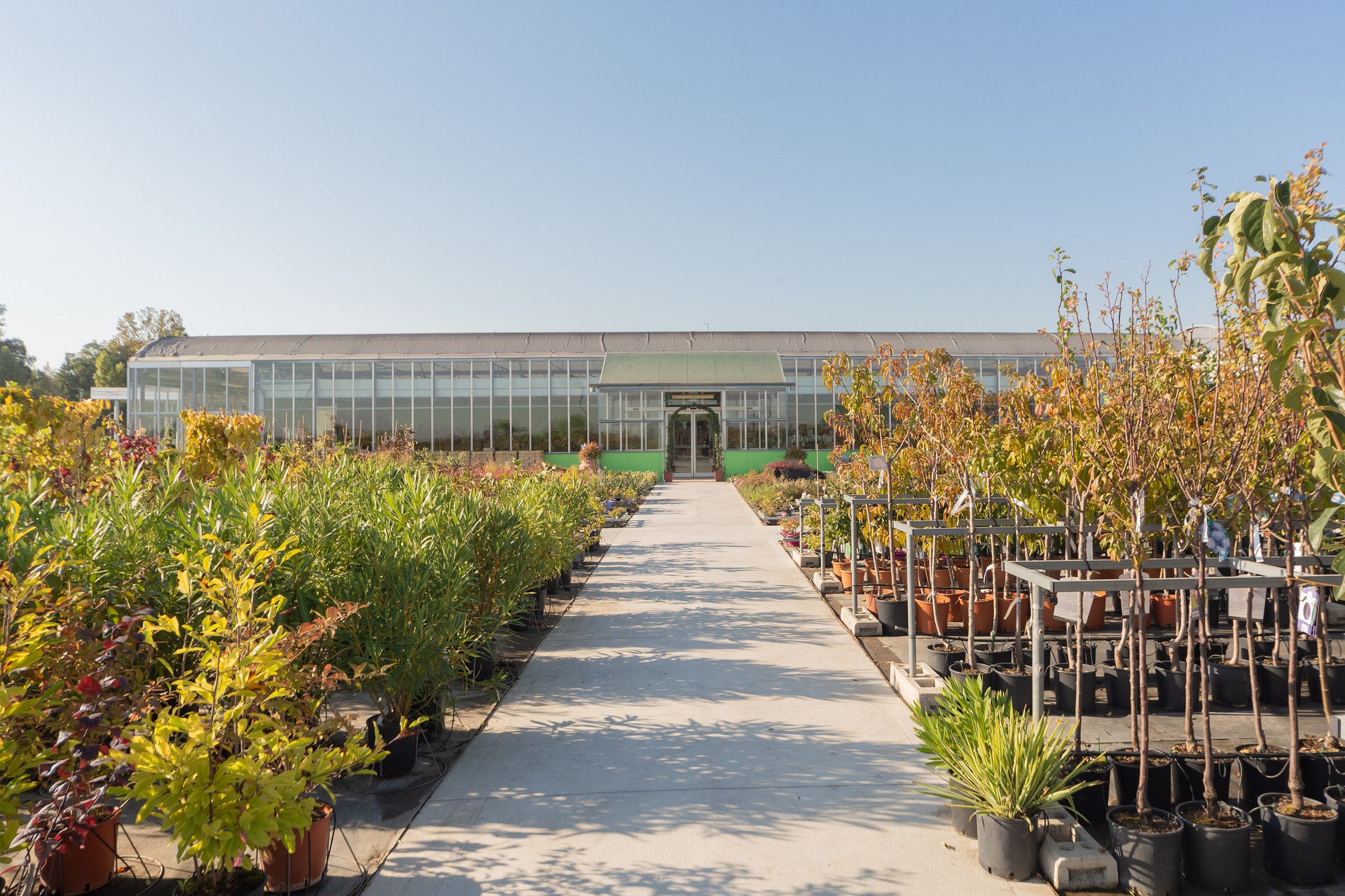 Trees and shrubs in a variety of types and sizes available at a local nursery.