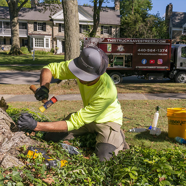 IT-tree-pests-treatment-injection