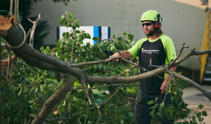 A section of a tree being removed by Independent Tree in Ohio