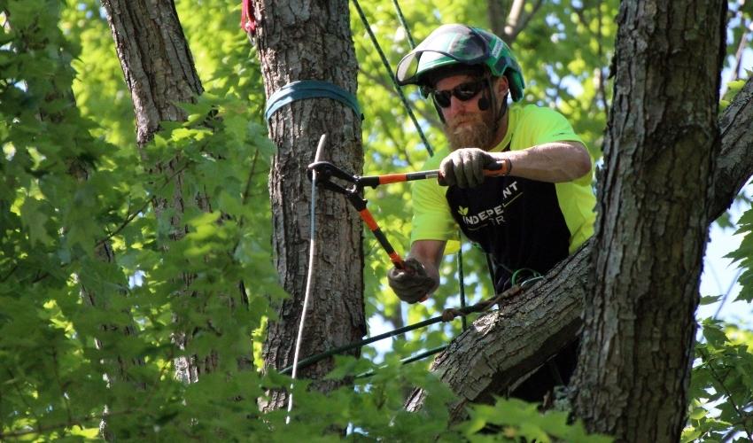 Independent Tree team member attaches cabling in the canopy of an Ohio tree