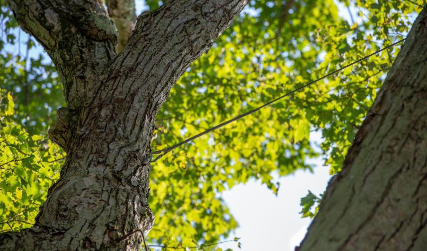 Cabling in the canopy of an Ohio tree installed by Independent Tree