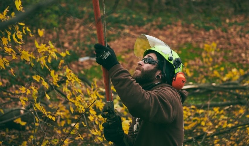 An Independent Tree employee uses a pole pruner during fall in Ohio.