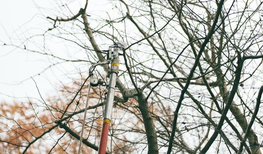An Independent Tree professional uses a pole pruner to prune a tree in late fall in Ohio.