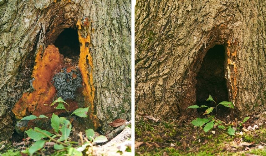 Close-up of a tree wound with spray foam and after the foam was removed by Independent tree