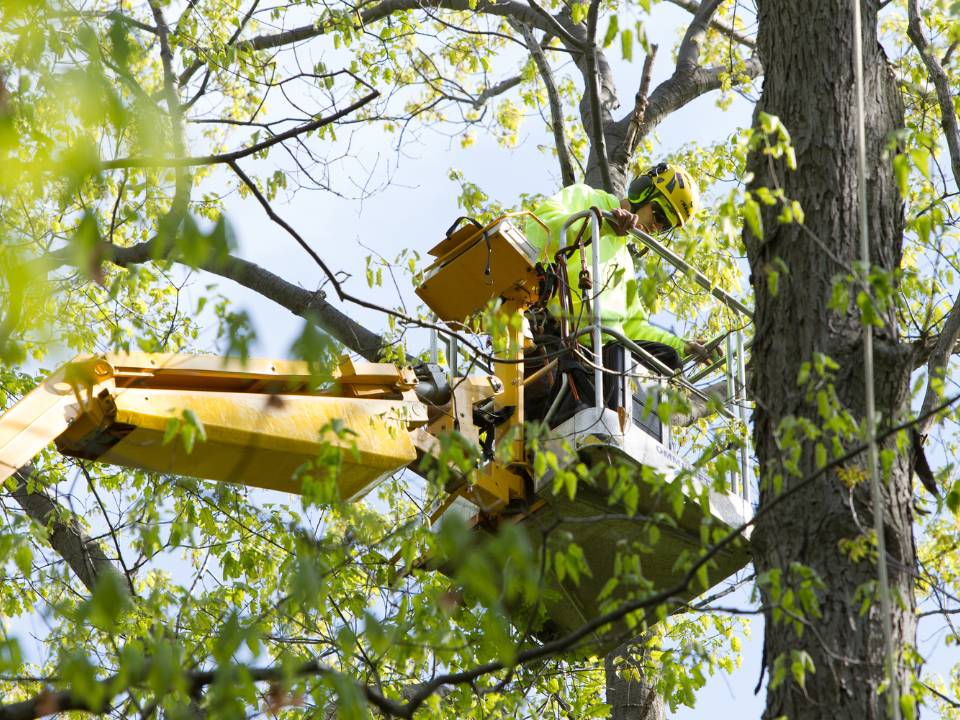 Independent tree worker doing some tree removal.