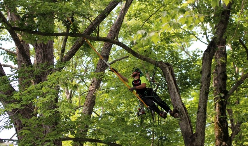 An Independent Tree climber prunes large trees in Ohio during the summer.