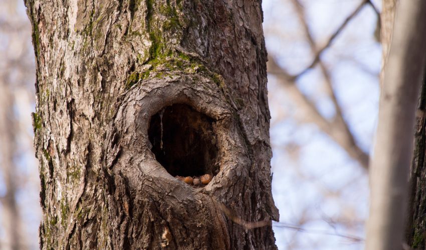 A circular wound became a tree cavity that the tree created by compartmentalizing.