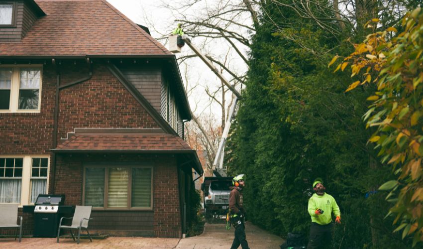 Independent Tree workers use a bucket truck to work on a tree in between a house and large hedge in Northeastern Ohio.