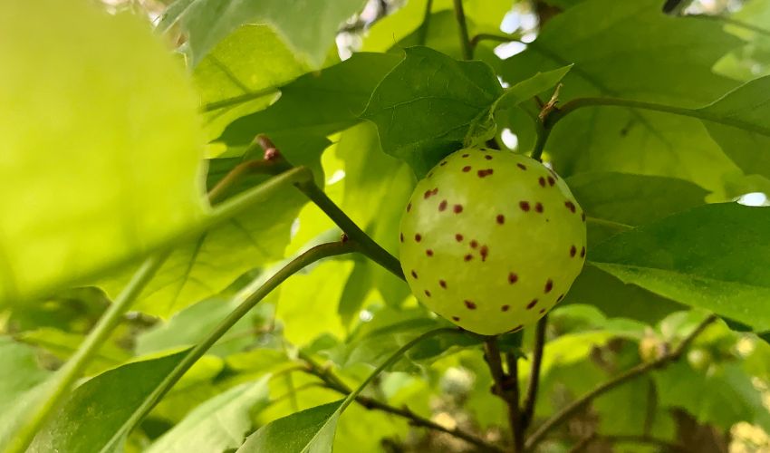 Oak gall in a tree.